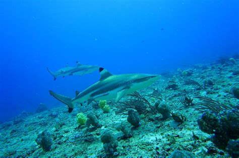 Blacktip Reef shark