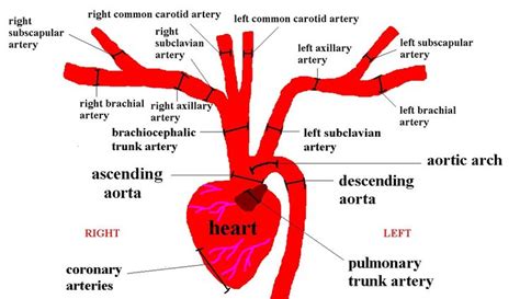 cat+arteries+upper+thoracic+cavity.bmp (1149×663) | Subclavian artery, Brachial, Arteries