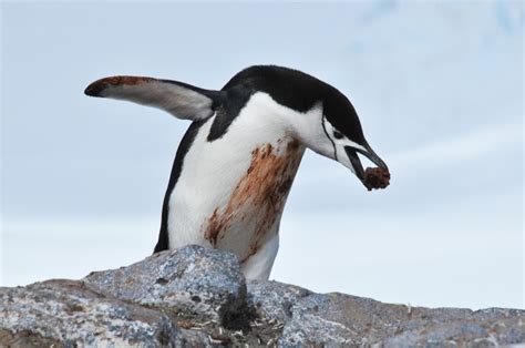 Chinstrap penguin – Antarctica