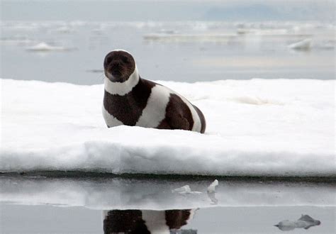 Ribbon Seal: Endangered | Arctic animals, Animals, Mammals