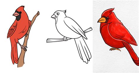 Cardinal Bird Drawings