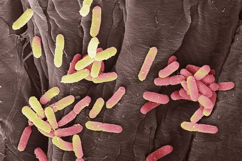 UTI bacteria use hooks to hang on inside you when you pee | New Scientist