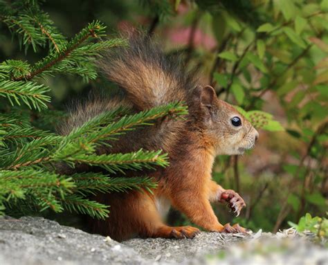 Squirrel holding food looking HD picture free download