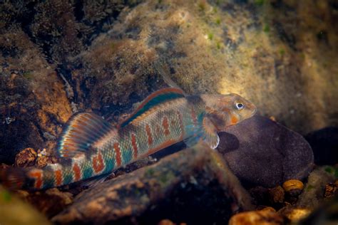 Candy Darter Among Endangered Species To Receive Federal Funding - West ...