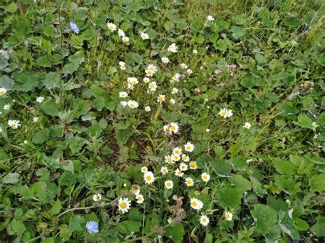 How to Plant Chamomile? (Complete Growing & Care Tips)