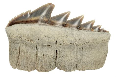 1.05" Fossil Cow Shark (Notorhynchus) Tooth - Aurora, NC (#184517) For Sale - FossilEra.com