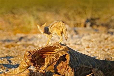 Jakhals in De Habitat, Die Zonsonderganglicht Gelijk Maken Dieren Met Voedsel, Girafdoden ...