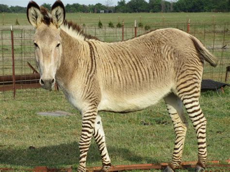 zonkeys – Hot Blog On A Stick