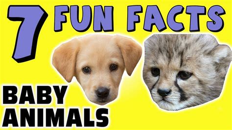 Baby Animal Facts For Kids