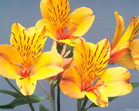 Flower Homes: Alstroemeria Flowers