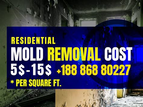 The A - Z Of Black Mold Removal Cost for Residential & Commercial - Water Damage & Mold Removal ...