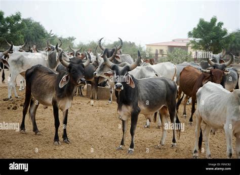 Goshala cow protection, sanchore, rajasthan, india, asia Stock Photo - Alamy