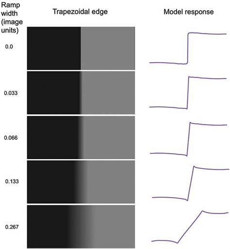 Frontiers | Mach bands explained by response normalization