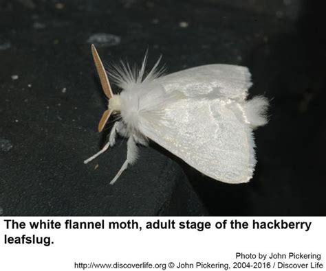 Hackberry Leafslug or White Flannel Moth | NC State Extension Publications