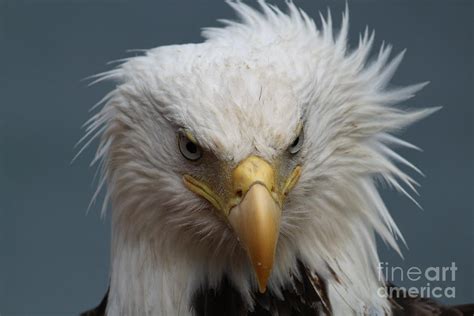 Angry Bald Eagle Photograph by Dean Gribble