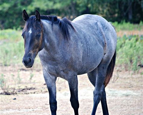 Blue Roan Quarter Horse Photograph by Melissa Ahlers