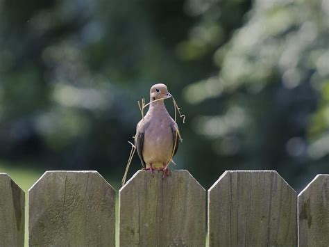 Mourning Dove Nesting (Behavior + Location) | Bird Fact