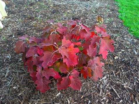 Oakleaf hydrangea - fall color | For the Yard | Pinterest