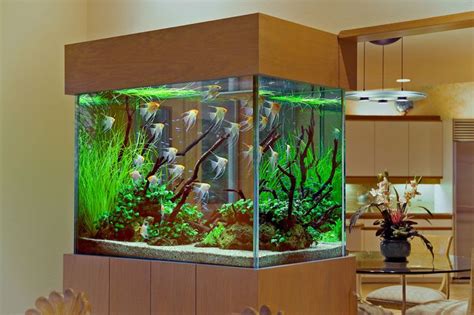 200 gallon tall aquarium - 200 Gallon Aquarium – Maintenance Tips – House Decorating Designs ...