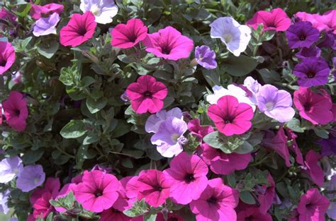 Purple Flowers in Hanging Basket – Photography by CyberShutterbug