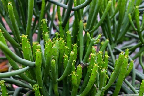 14 Excellent Euphorbia Varieties | Horticulture Magazine