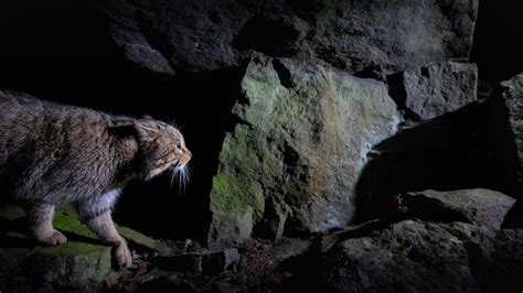 Premium Photo | European wildcat in beautiful nature habitat