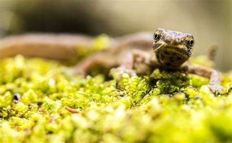 Do Salamanders & Newts Make Good Pets? What You Need to Know! | Pet Keen