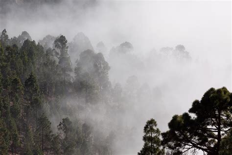 Banco de imagens : panorama, árvore, natureza, floresta, montanha ...