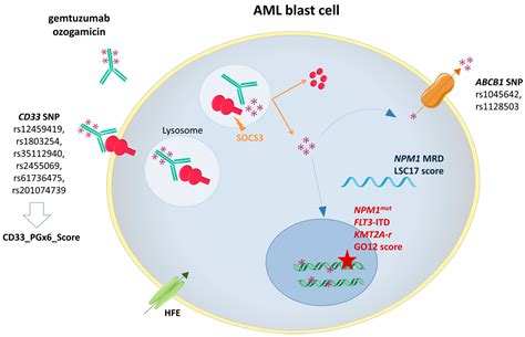 IJMS | Free Full-Text | Biomarkers of Gemtuzumab Ozogamicin Response ...