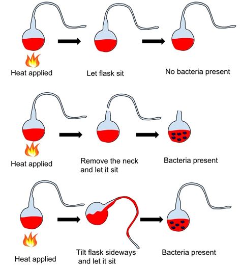 Louis Pasteur and his contributions