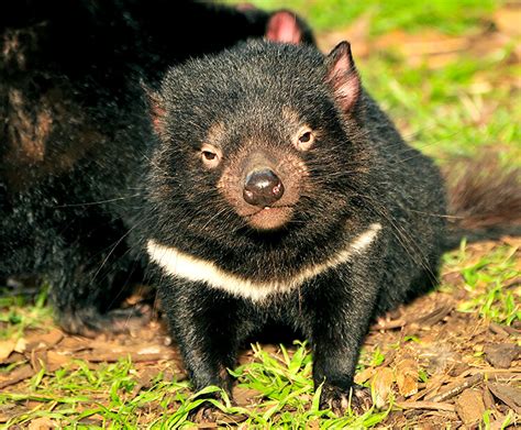 Tasmanian devil | San Diego Zoo Wildlife Explorers