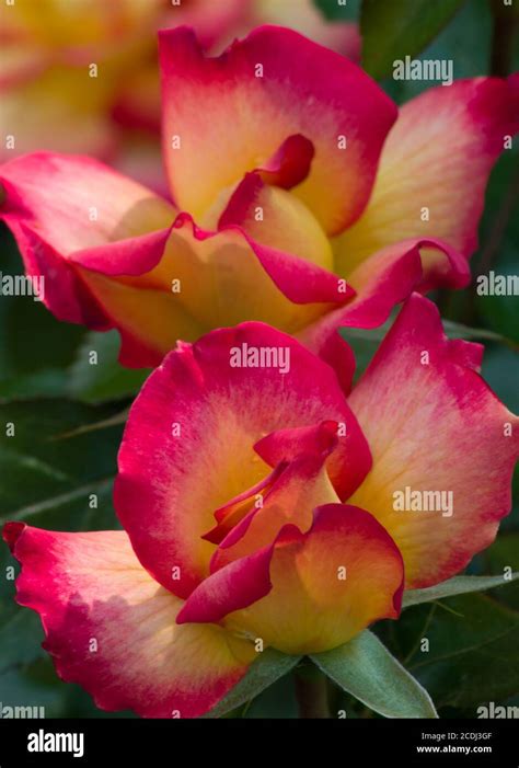 Warm Variegated Roses Stock Photo - Alamy