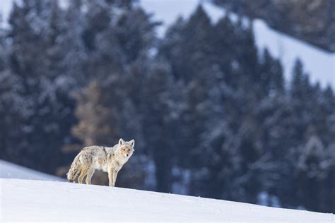 Winter in Yellowstone Report: March 14-18, 2023 — Trent Sizemore ...