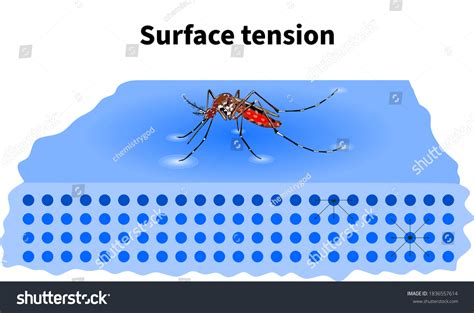 Surface Tension Mosquito Water Surface Molecule Stock Illustration 1836557614 | Shutterstock