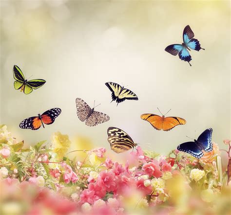 Floral Butterfly Wallpaper Wall Mural