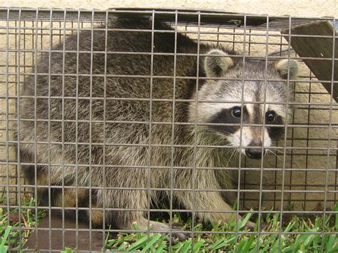 Tips On How To Trap A Raccoon Humanely