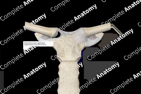 Interclavicular Ligament | Complete Anatomy