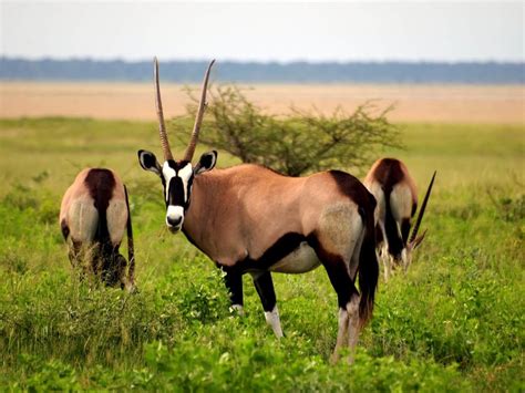 Antelopes - Wild Animals News & Facts