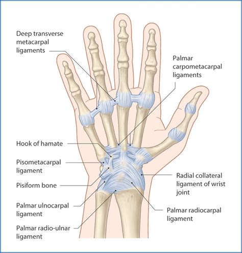 WRIST JOINT - Samarpan Physiotherapy Clinic