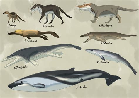 Whale evolution by Rainbowleo on DeviantArt | Prehistoric animals, Prehistoric creatures ...