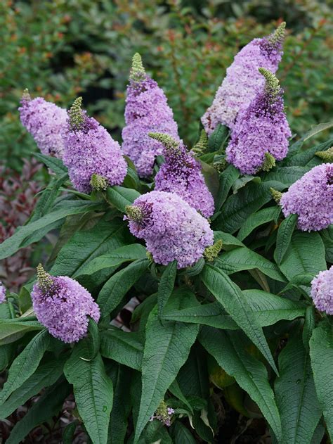 Pugster Pink Dwarf Butterfly Bush - THE SHOOT