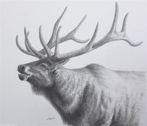 Lorrie Beck - Work Zoom: "Elk" North American Wildlife Pencil Drawing