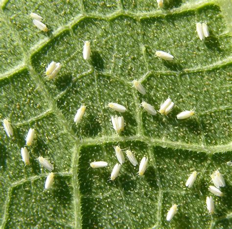 Whiteflies hitting cotton fields in numbers this summer | Local News | albanyherald.com