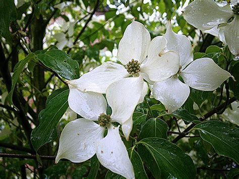 Dogwood,asian dogwood blossoms,bush,tree,cornus kousa - free image from needpix.com