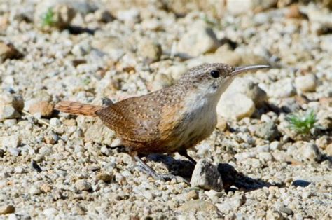 Canyon Wren song, Grand Canyon National Park, Acoustic Atlas Recording - Montana State ...