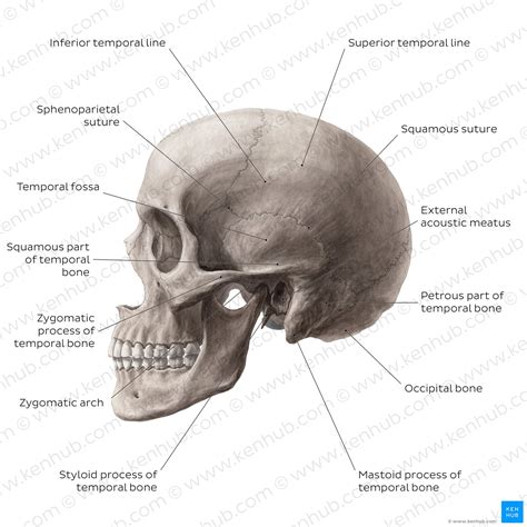 Temporal fossa: anatomy, borders and contents | Kenhub