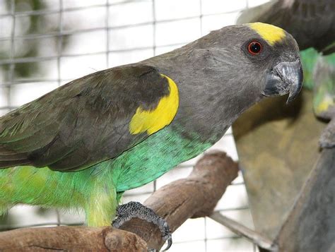 Meyer's parrot - Alchetron, The Free Social Encyclopedia