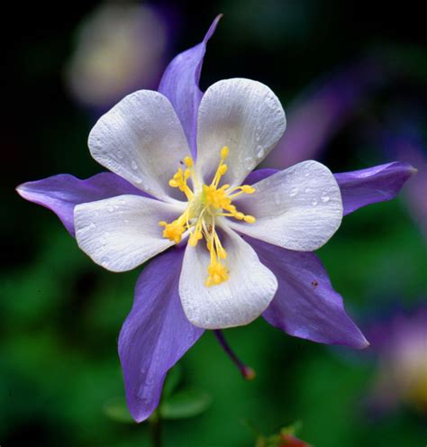 Colorado's state flower, the white and lavender columbine (Aquilegia ...