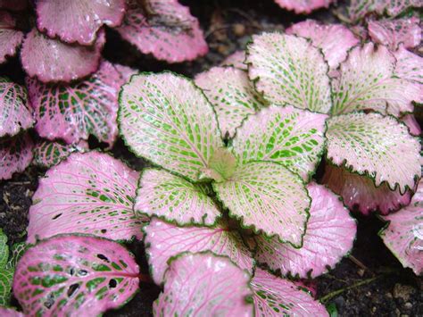 Fittonia - Wikipedia, the free encyclopedia | Plants, House plants, House plants indoor