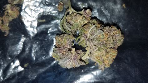 Photos of Purple Urkle Weed Strain Buds | Leafly